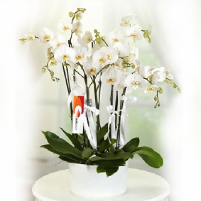 6 Branched white Phalaenopsis